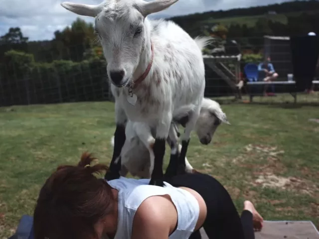 goat yoga