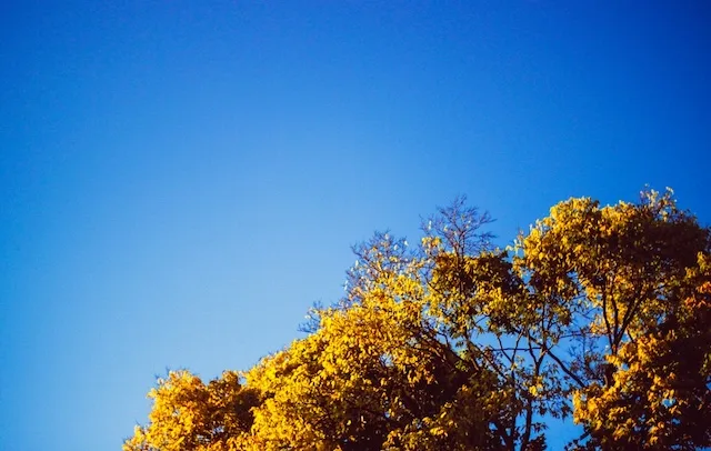 best supplements for fall