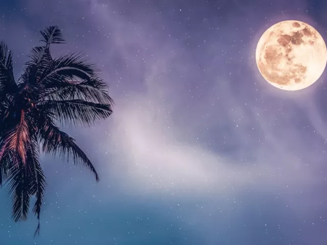 Full moon on a purple starry sky next to palm tree