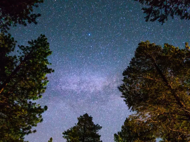 Starry night sky with purple hues in the forest for a wellness horoscope astrology concept