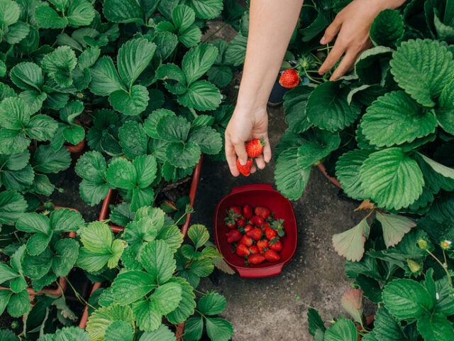 Health benefits of strawberry leaves