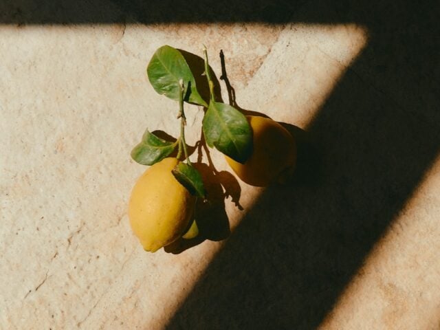 lemon balm for weight loss