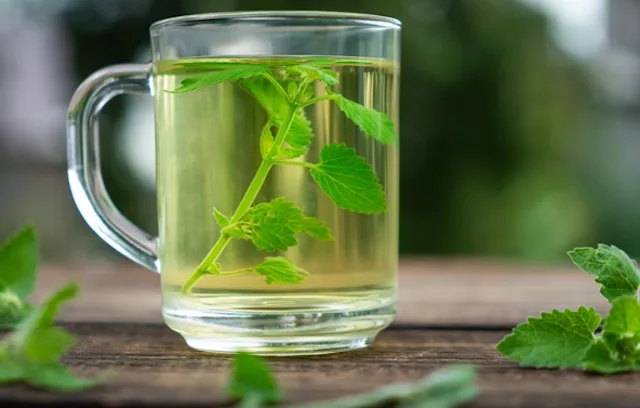 lemon balm for weight loss